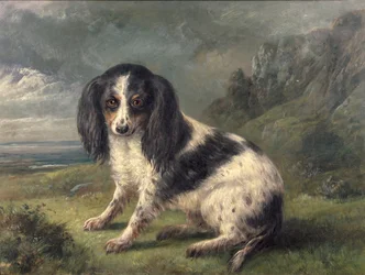 Een King Charles Spaniel